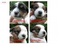 /album/jackrus-jackrussell/pentupotretti-12-7-2014-jpg1/